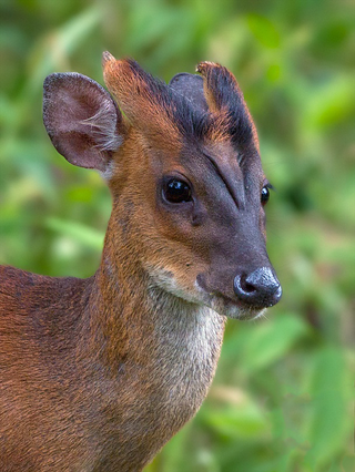 Illustration for article titled This Prehistoric Pocket Deer Has Fewer Chromosomes Than A Fruit Fly